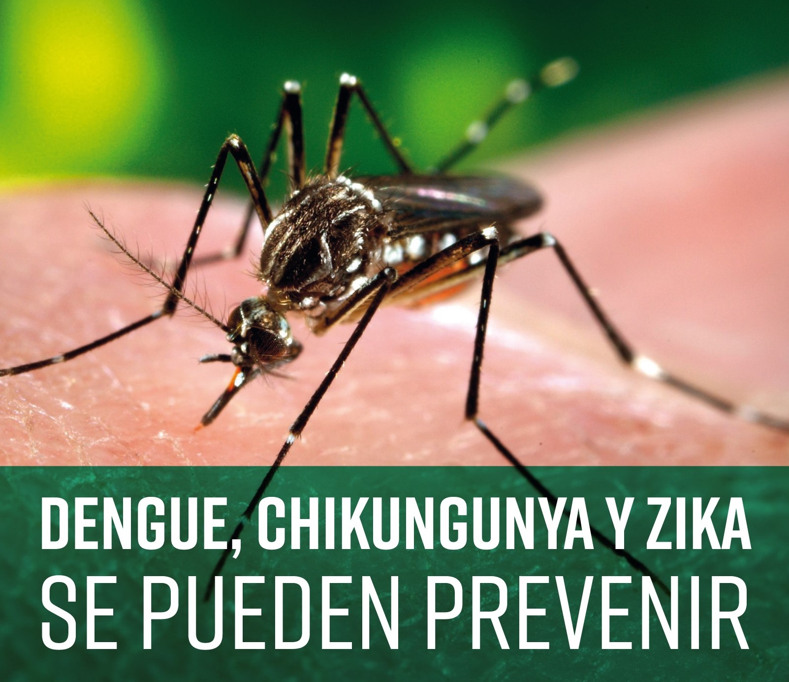 dengue zika chikungunya