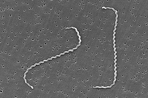 Leptospira