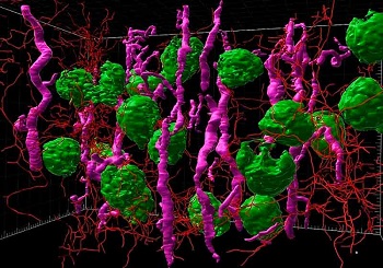 Atlas celular del riñón
