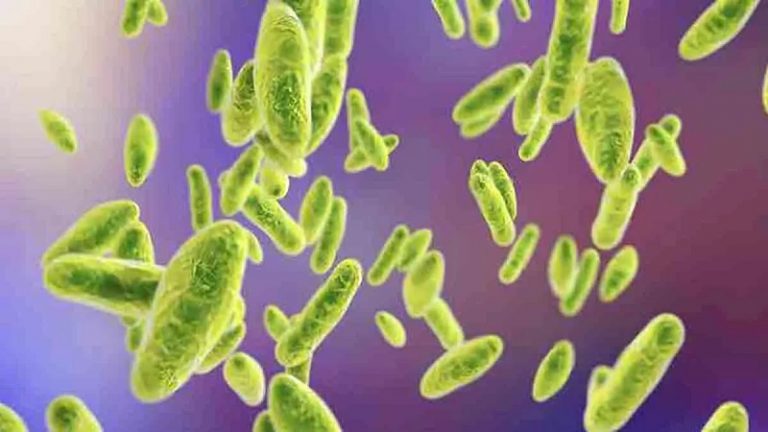 Brucelosis. Fuente: Cuidate Plus