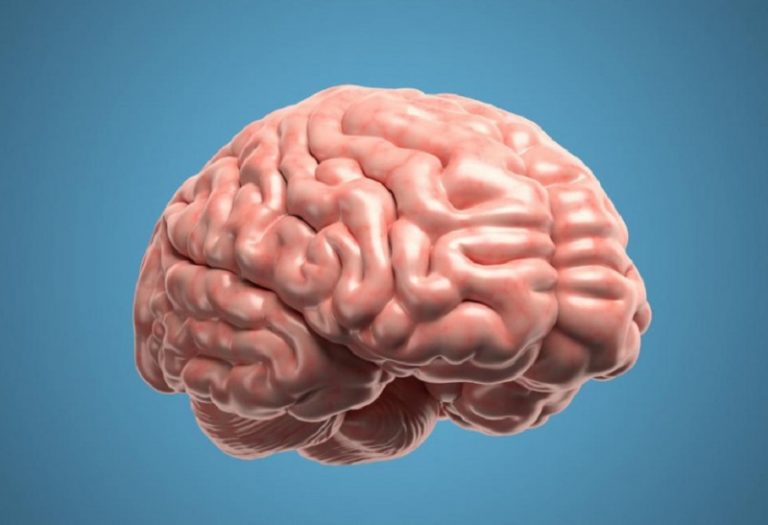 Cerebro humano grande. Fuente: Mundiario