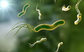 Helicobacter pylori