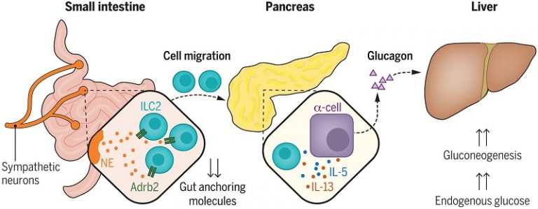 Regulación glicemia