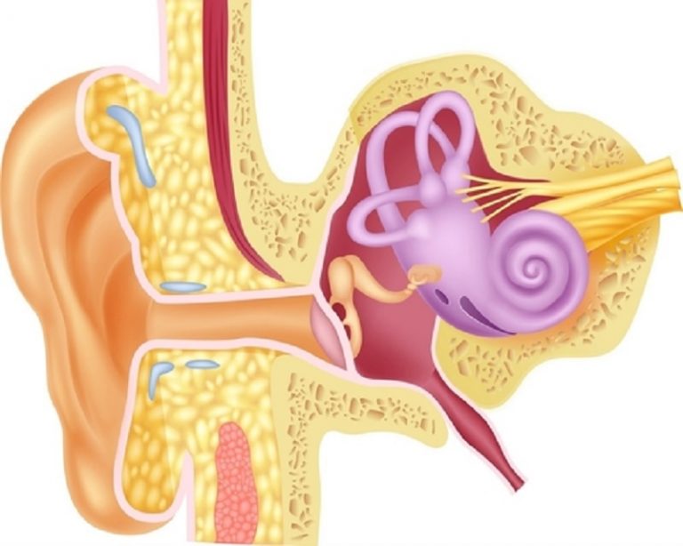 Sistema coclear