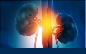 Riñones. Fuente: Healthday