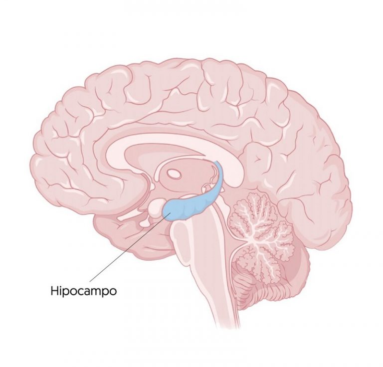 Hipocampo