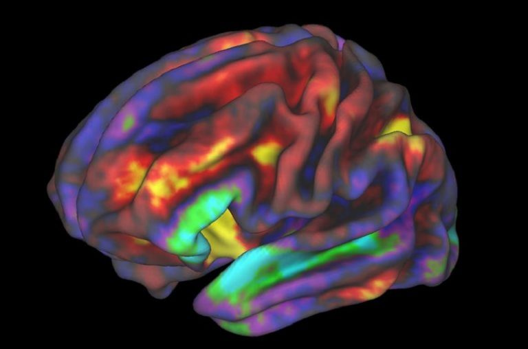 Desarrollo cognitivo del cerebro. Fuente: Cubadebate