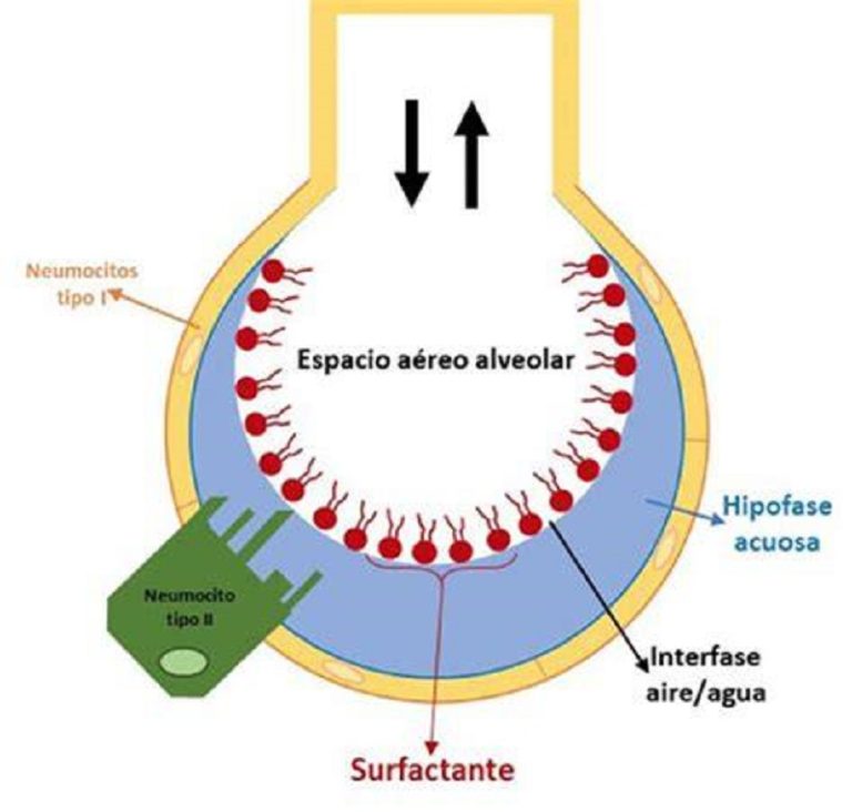 Surfactante pulmonar. Homomedicus