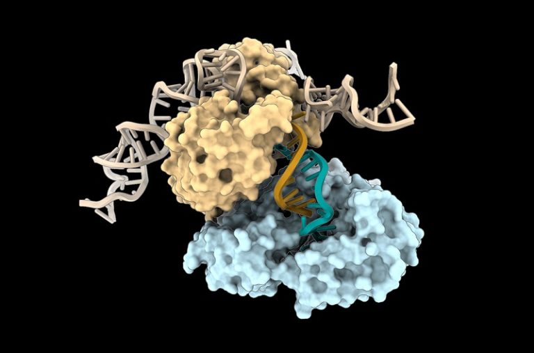 Replicación del ADN