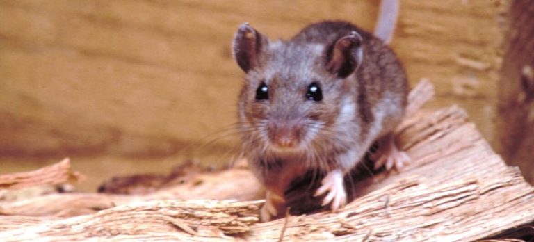 Hantavirus