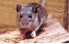 Hantavirus